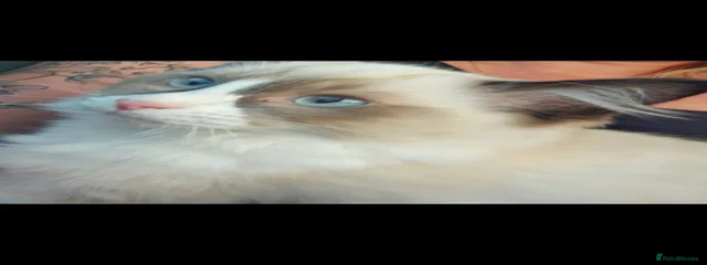 Sheeba