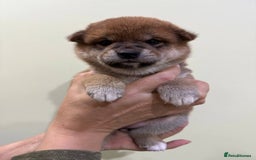 Japanese Shiba Inu dogs for sale: 🐕 KC reg Japanese Shiba Inu Puppies 🐕 - Image 4