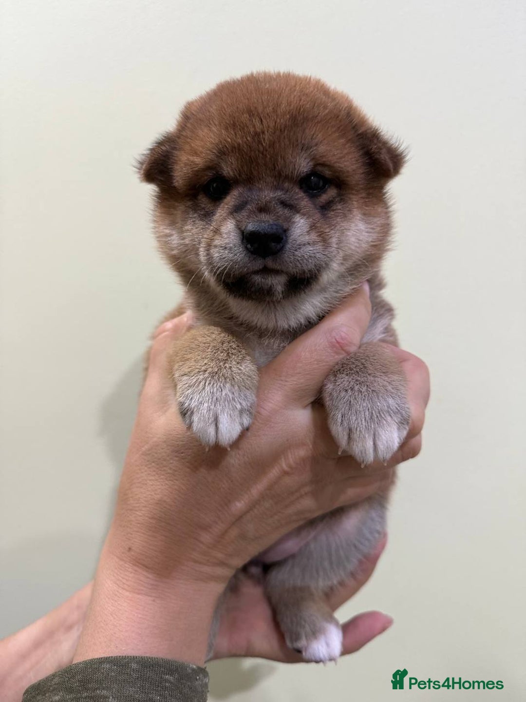 Japanese Shiba Inu dogs for sale: 🐕 KC reg Japanese Shiba Inu Puppies 🐕 - Image 4
