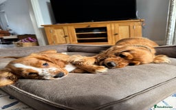 Mixed Breed dogs for sale: Cockalier, Springer Spaniel looking for a new home - Image 16