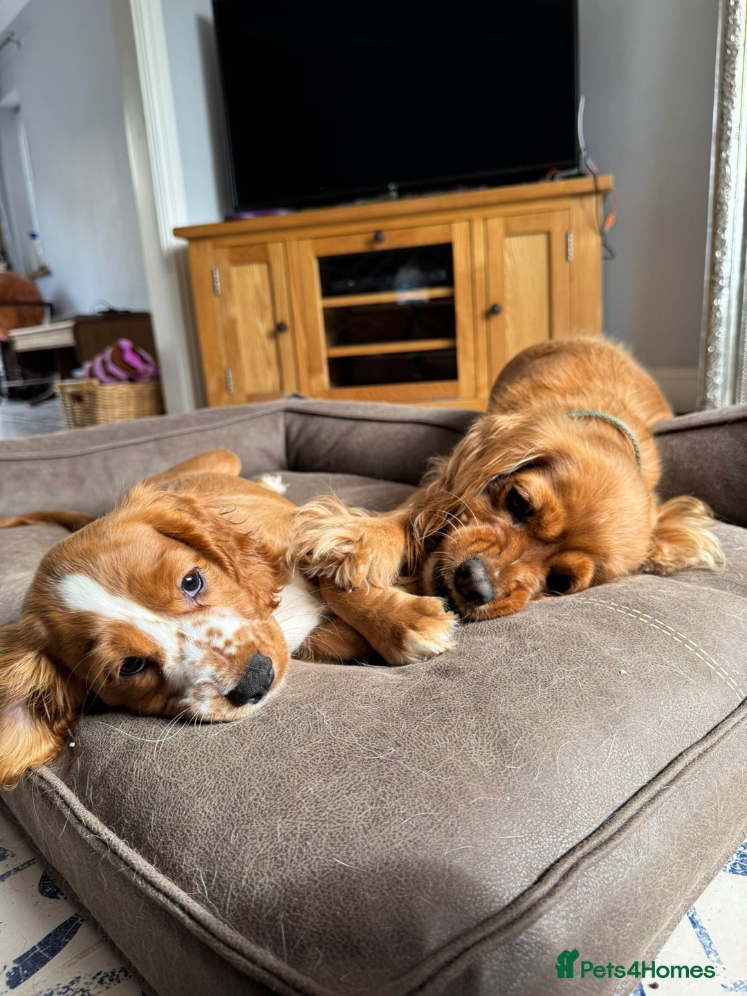 Mixed Breed dogs for sale: Cockalier, Springer Spaniel looking for a new home - Image 16