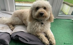 Labradoodle dogs for sale: Lily's Mini's - Multigen Mini Labradoodle Puppies - Image 23