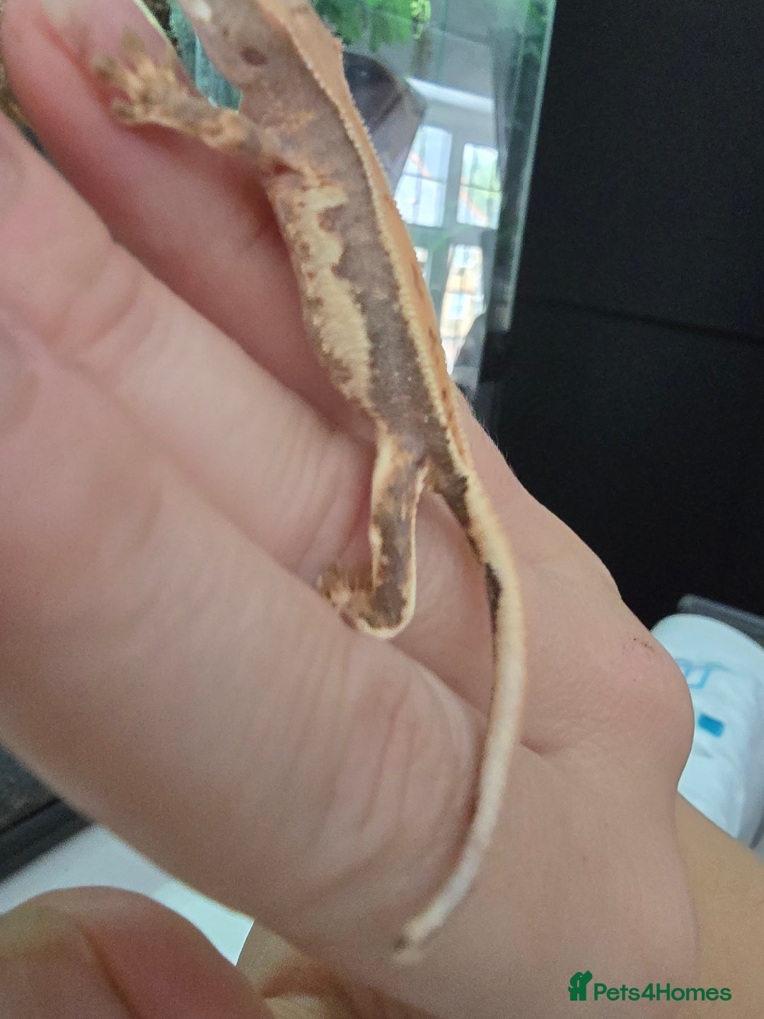 Gecko reptiles for sale: Crested geckos  - Image 16