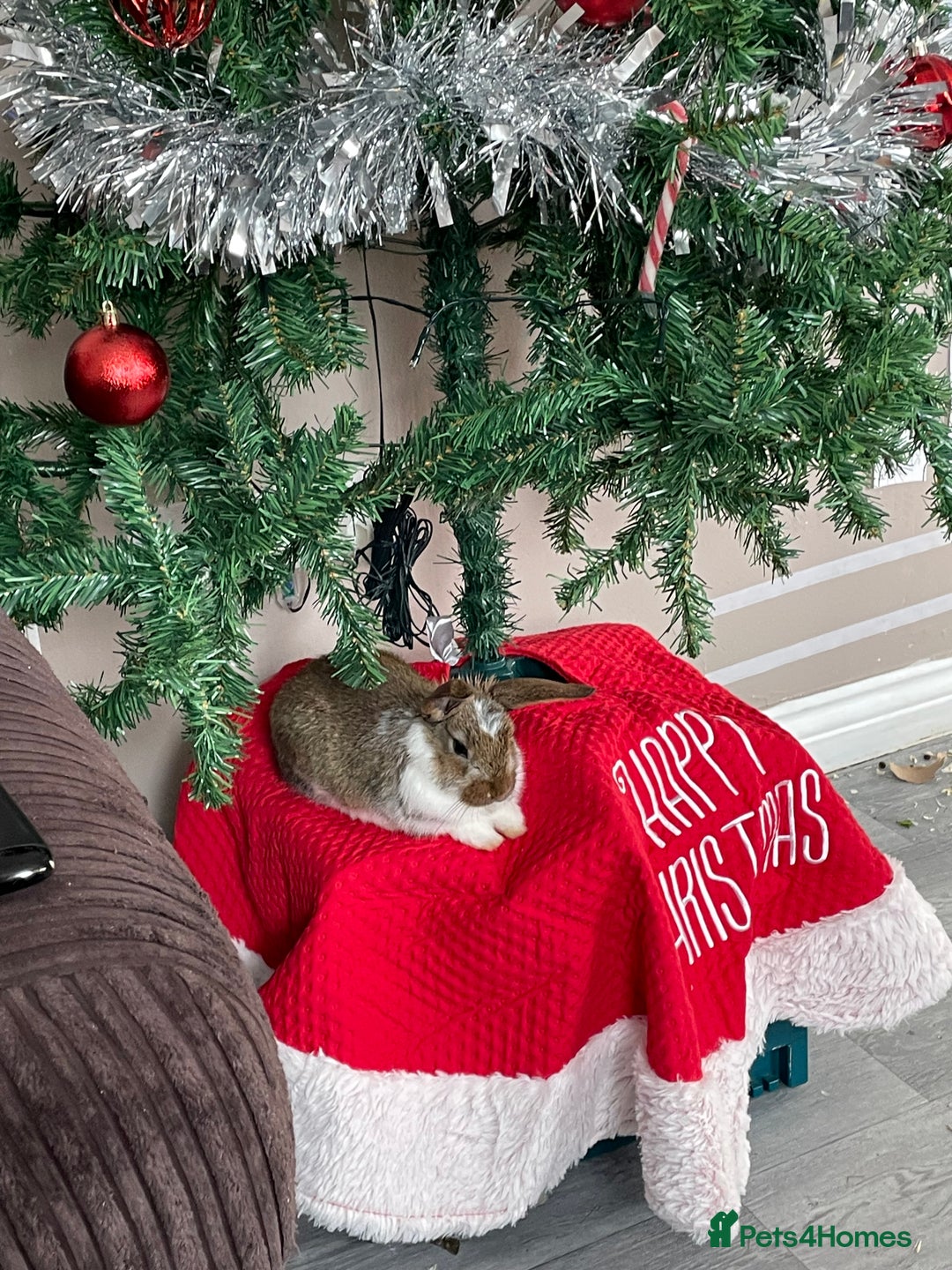 Mixed Breed rabbits for sale: 2 gorgeous bunny girls  - Advert 4