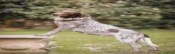 German Shorthaired Pointer dogs for sale: Last two remaining... in York - Advert 1