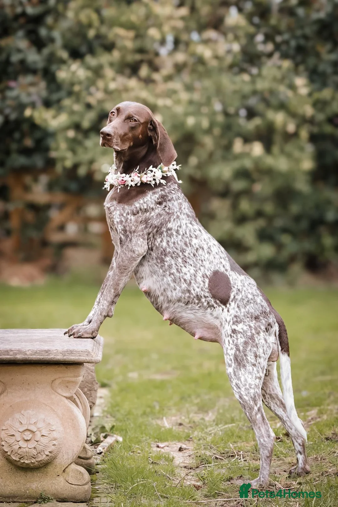 German Shorthaired Pointer dogs for sale: Last two remaining... in York - Advert 1