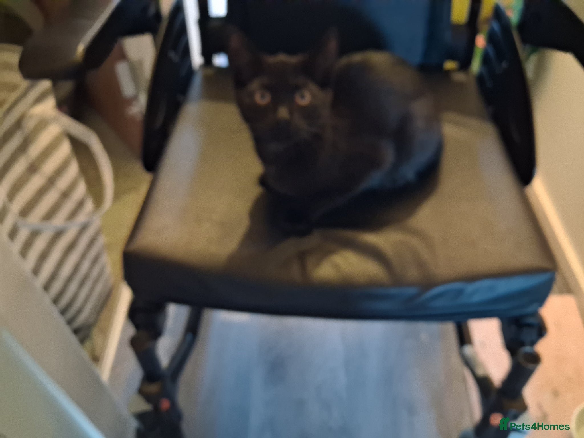 Mixed Breed cats 4month old male kitten - Advert 7