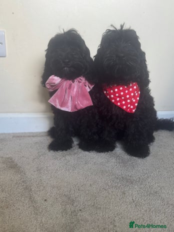 Cockapoo dogs - Advert 4