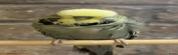 Budgerigars birds for sale: Budgies  in Sleaford - Advert 17