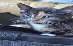 Mixed Breed cats for sale: Cute baby kittens - Advert 11