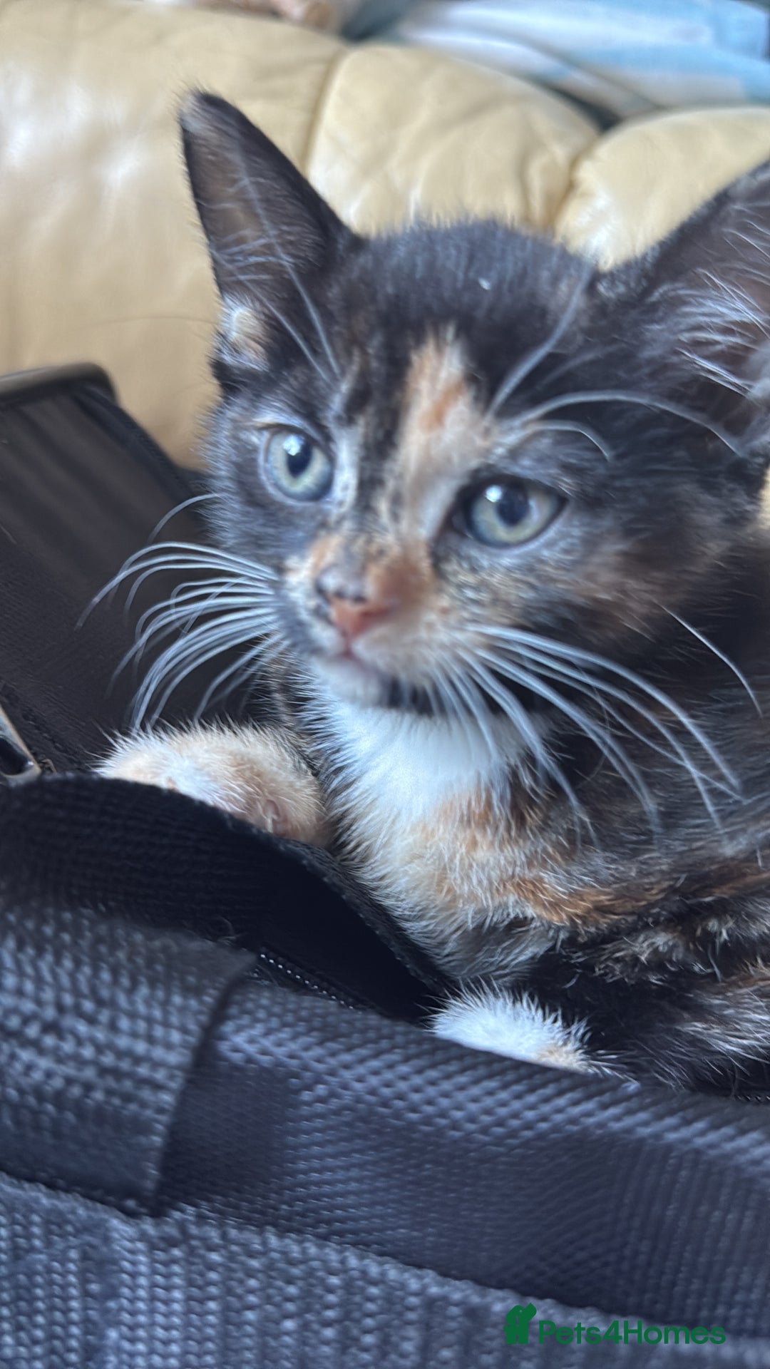 Mixed Breed cats for sale: Cute baby kittens - Advert 11