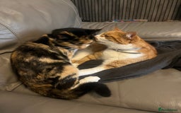 Domestic Shorthair cats for sale: looking for a forever home. (Free/ adoption)  - Image 2