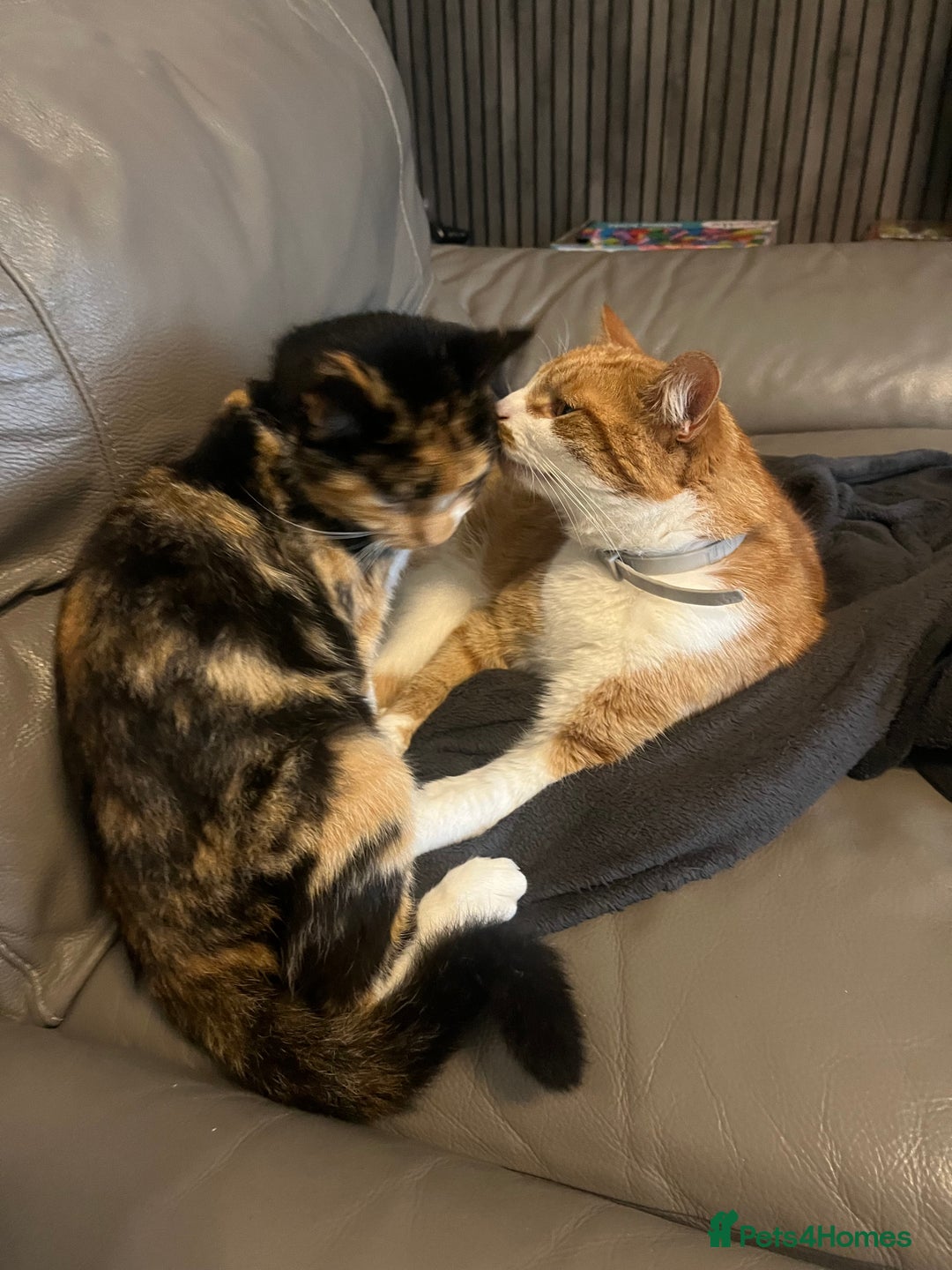 Domestic Shorthair cats for sale: looking for a forever home. (Free/ adoption)  - Image 2