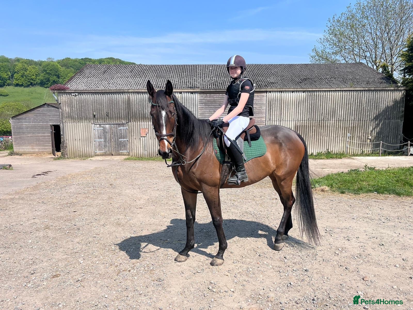 Irish Thoroughbred horses Ridding club hack, allrounder - Advert 2