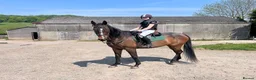 Irish Thoroughbred horses for sale: Ridding club hack, allrounder in Gillingham - Advert 2