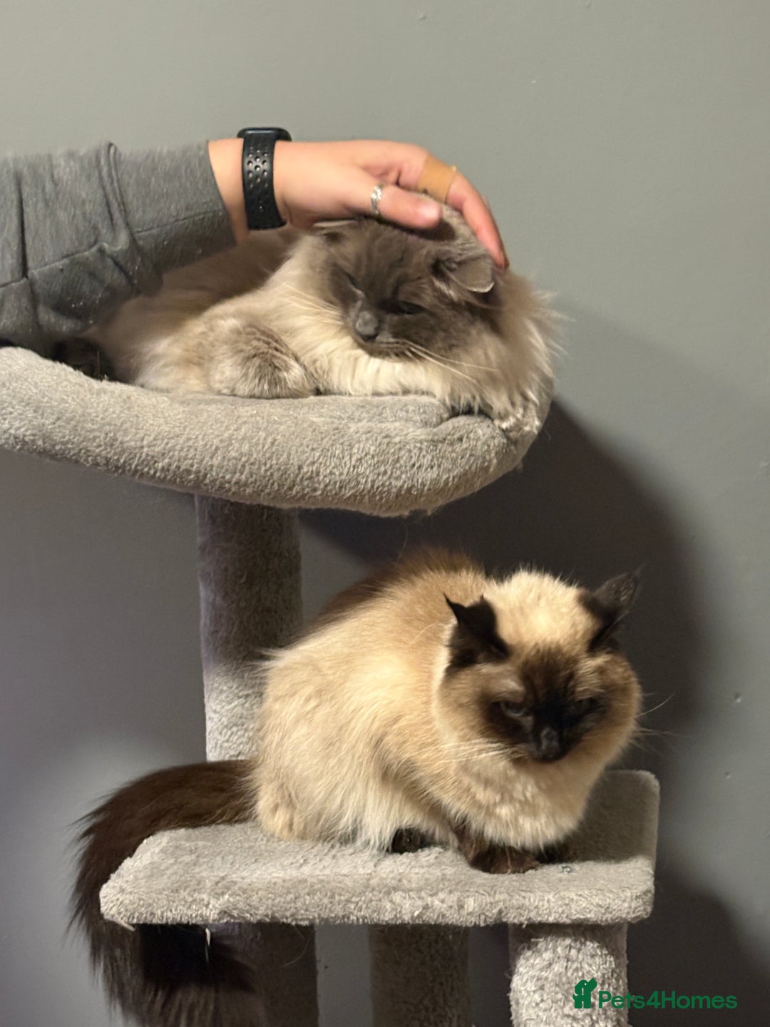 Ragdoll cats for sale: Pure Ragdol kitten - Advert 6