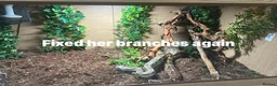Boa Snake reptiles for sale: Various types of snakes read bio  - Advert 2