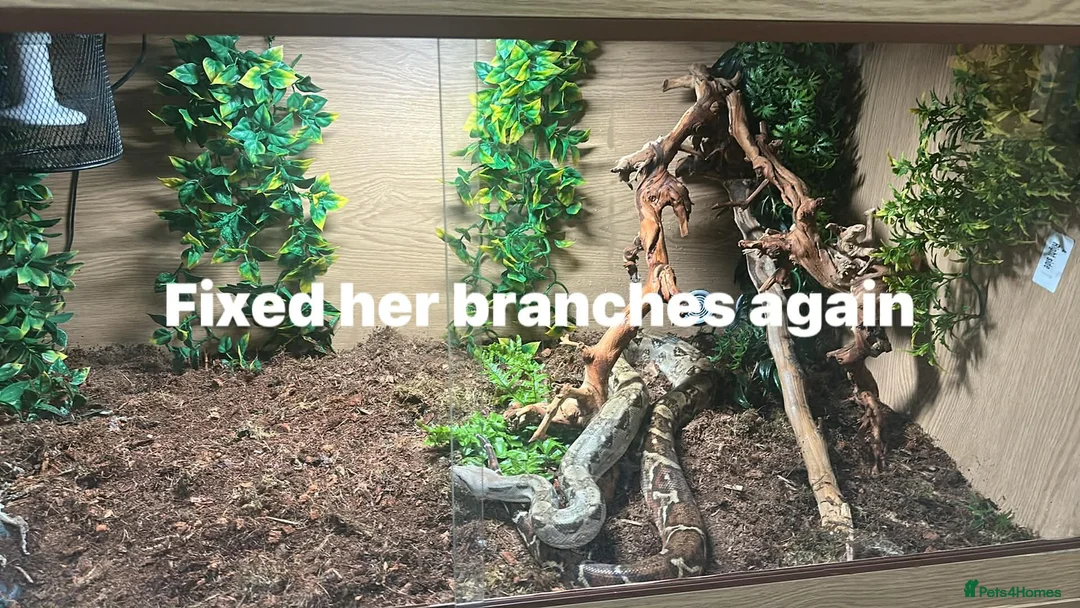 Boa Snake reptiles for sale: Various types of snakes read bio  - Advert 2