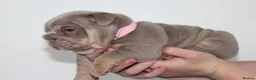 English Bulldog dogs for sale: ⭐️⭐️⭐️ EXCEPTIONAL ENGLISH BULLDOG PUPPIES ⭐️⭐️⭐️ - Advert 6