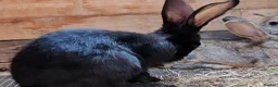 Continental Giant rabbits for sale: Continental giant babies  - Advert 5