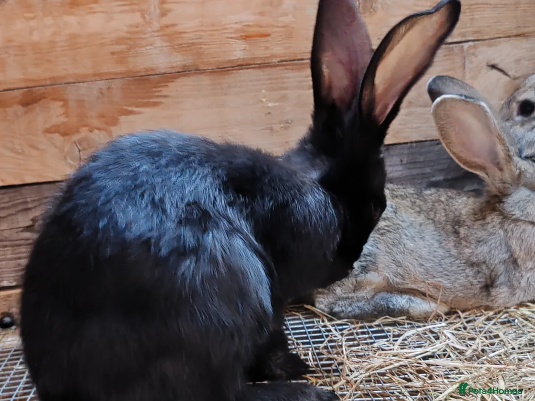 Continental Giant rabbits for sale: Continental giant babies  - Advert 5