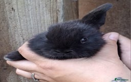 Mini Lop rabbits for sale: 5 baby bunnies for sale  - Image 6