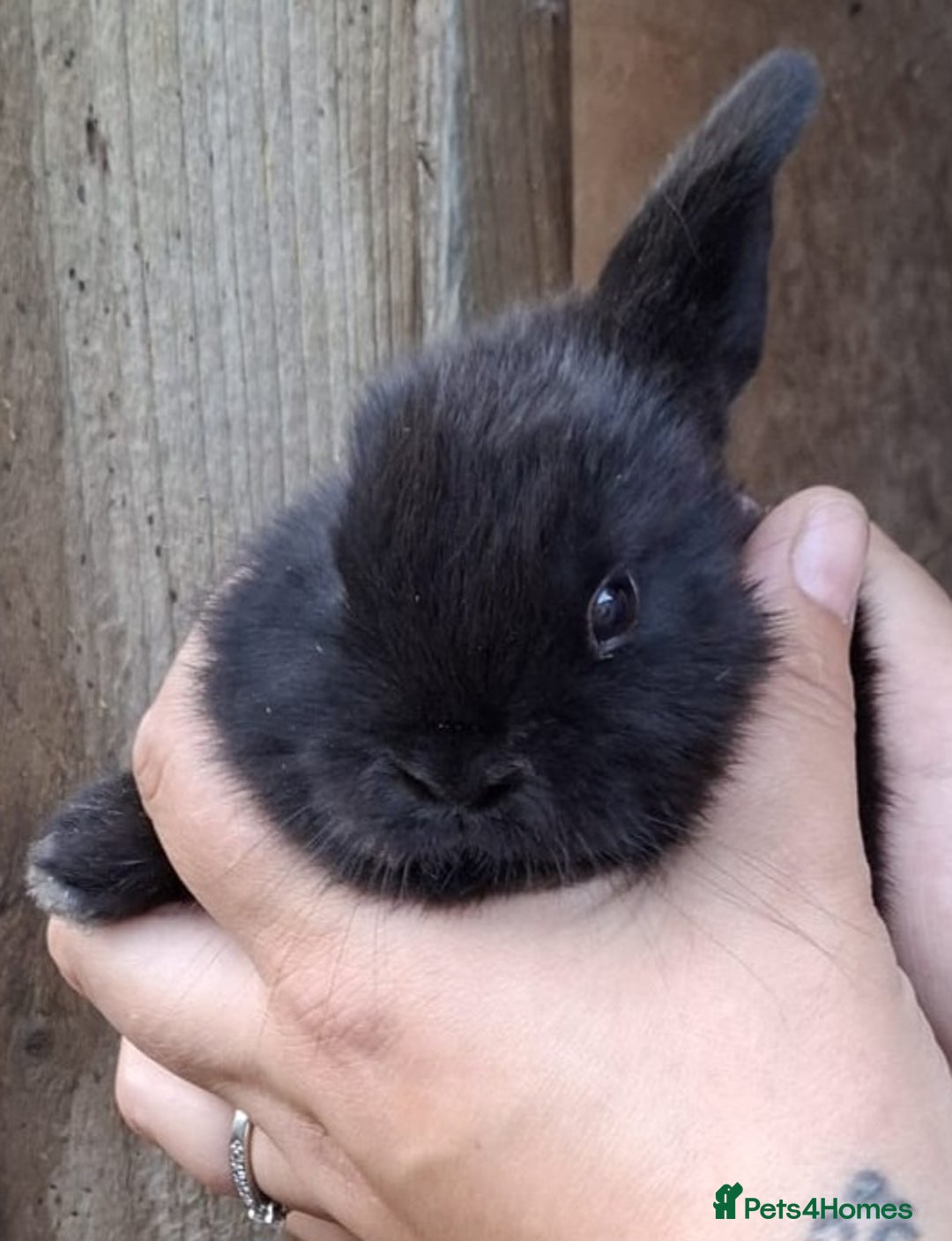 Mini Lop rabbits for sale: 5 baby bunnies for sale  - Image 6