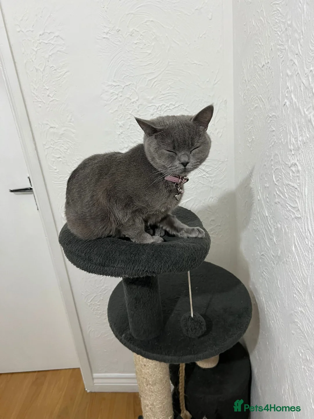 British Shorthair cats for sale: British shorthair (female) - Advert 7