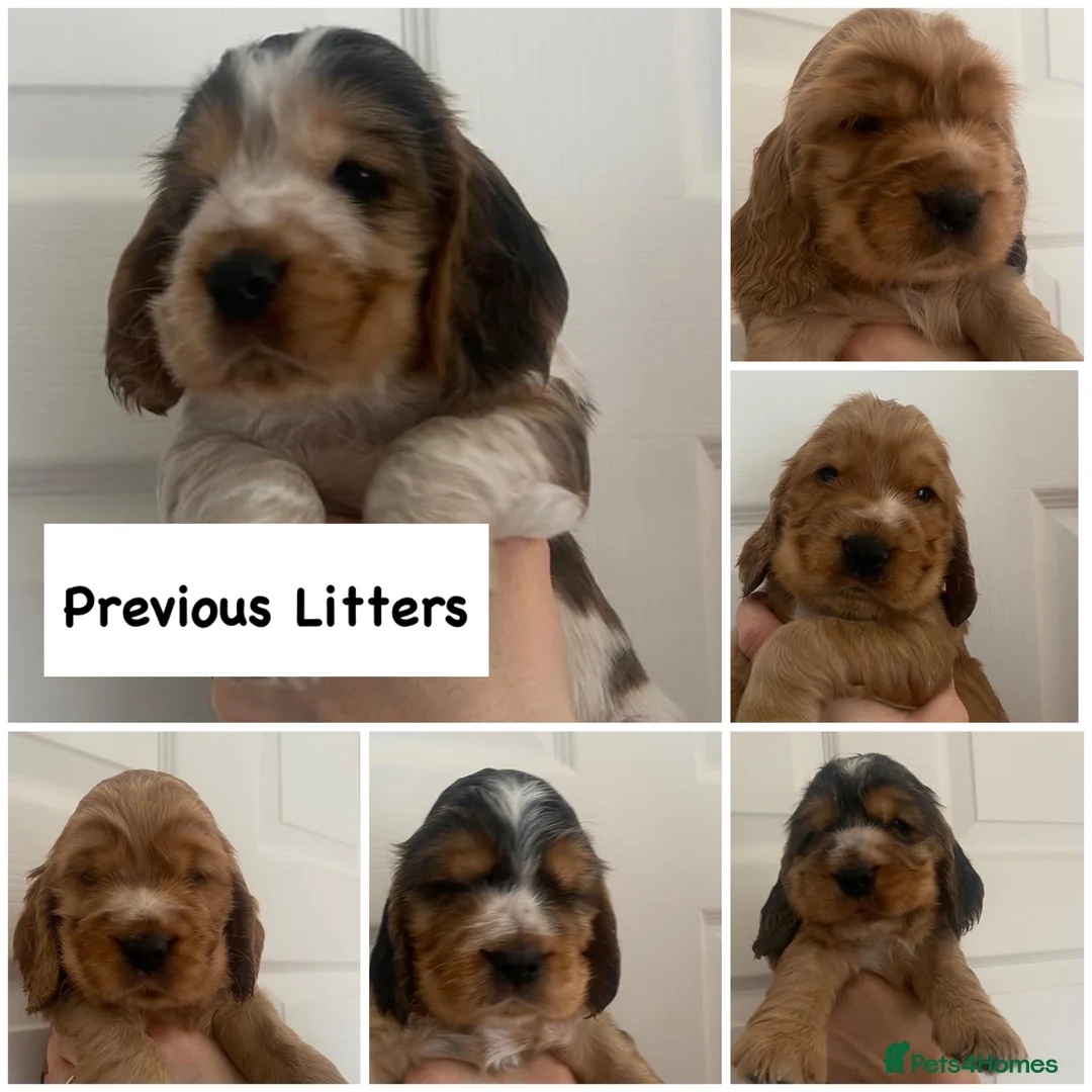 Cocker Spaniel dogs for stud: EXTENSIVELY Health Tested KC Show Cocker STUD in Chesterfield - Advert 11