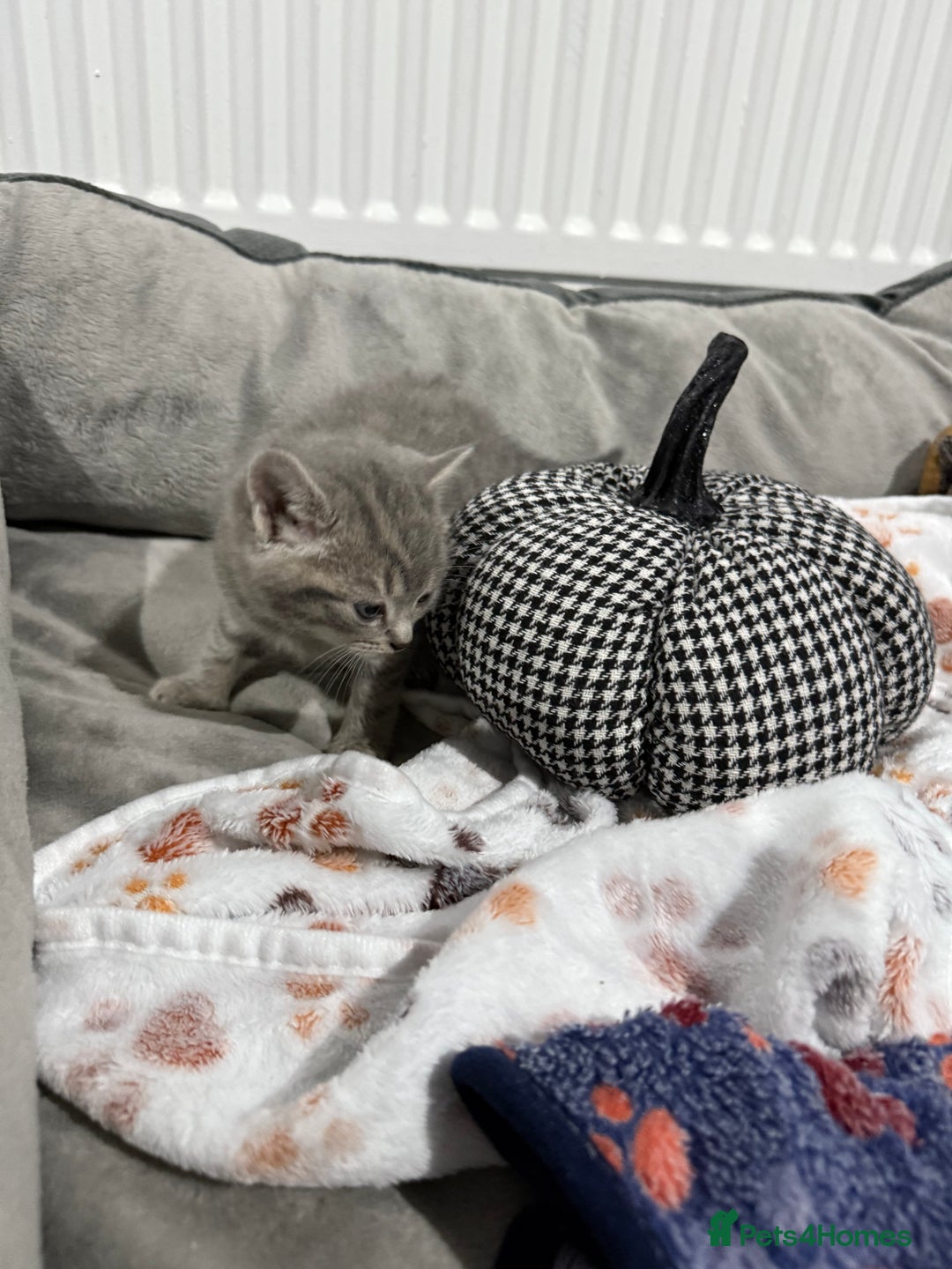 Ragdoll cats for sale: Ragdoll x main coon x British shorthair mix  - Image 19