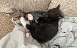 Mixed Breed cats for sale: 7 beautiful kittens - Image 16