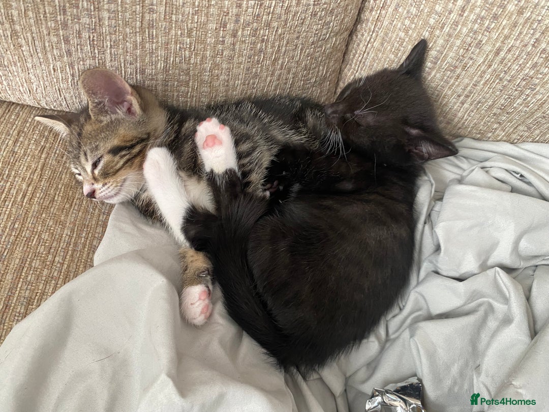 Mixed Breed cats for sale: 7 beautiful kittens - Image 16