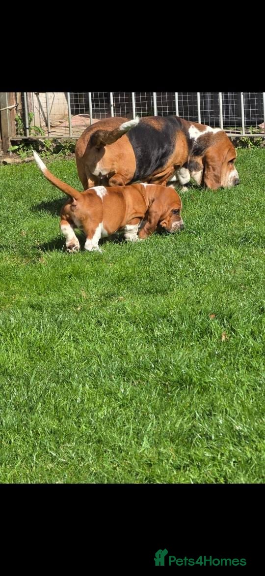 Basset Hound dogs Basset hound pups kc reg.European lines - Advert 8