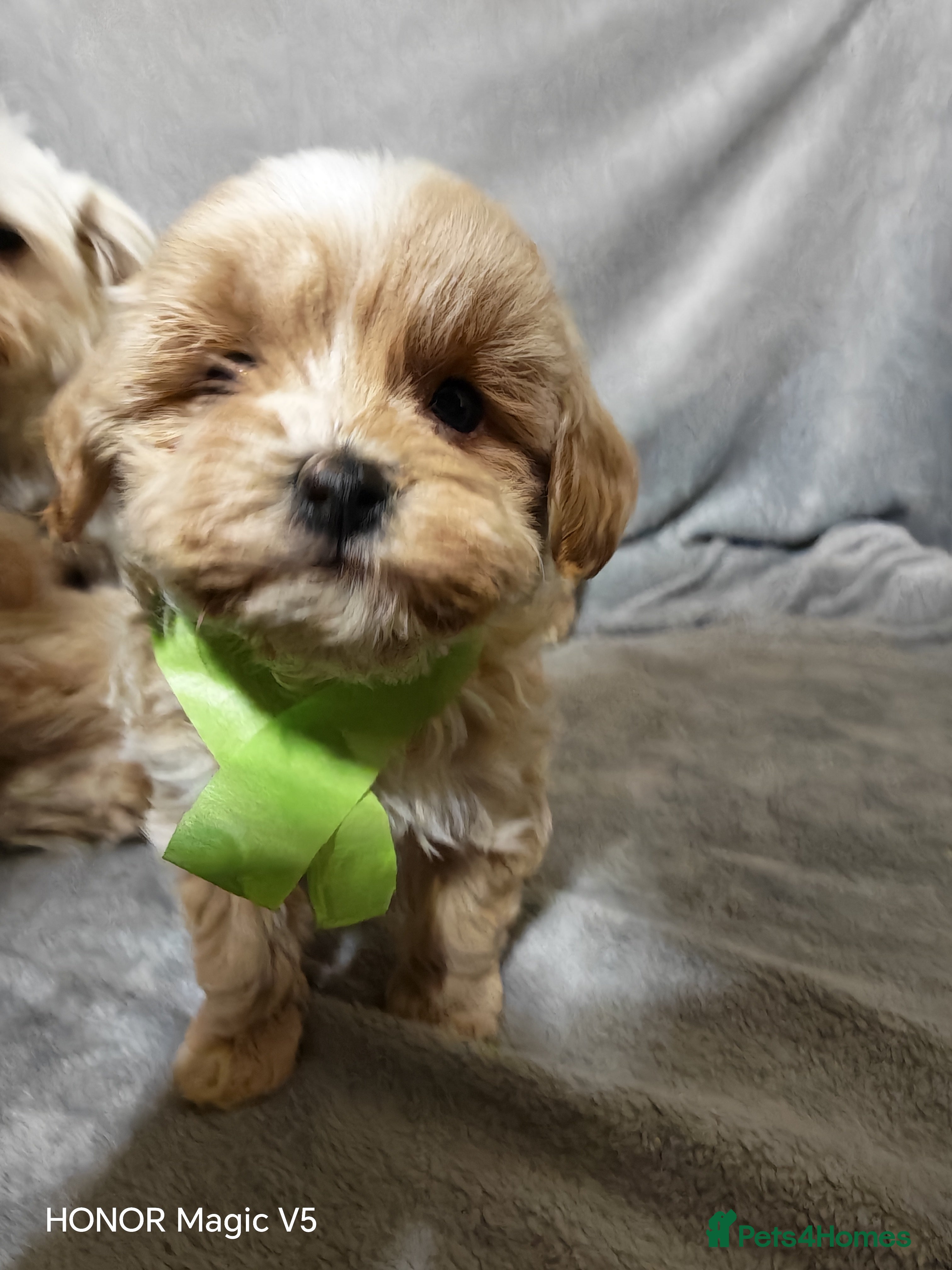 Maltipoo dogs Toy Maltipoo Puppies  - Advert 8