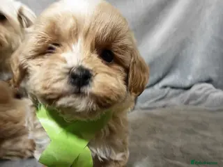 Maltipoo dogs Toy Maltipoo Puppies - Advert 8