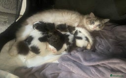 RagaMuffin cats for sale: Beautiful ragdoll x kittens 1 LEFT READY NOW - Image 11