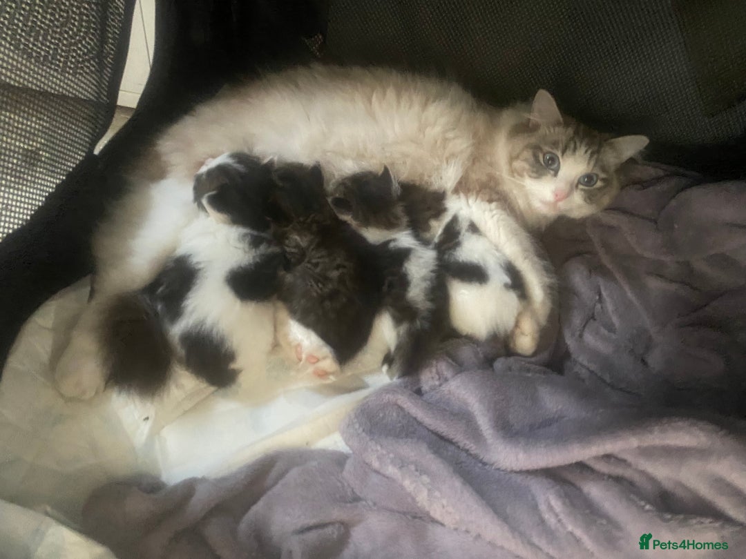 RagaMuffin cats for sale: Beautiful ragdoll x kittens 1 LEFT READY NOW - Image 11