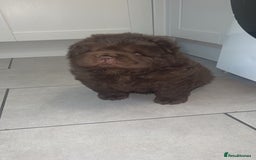 Chow Chow dogs for sale: Chocolate boy chow chow  - Image 1