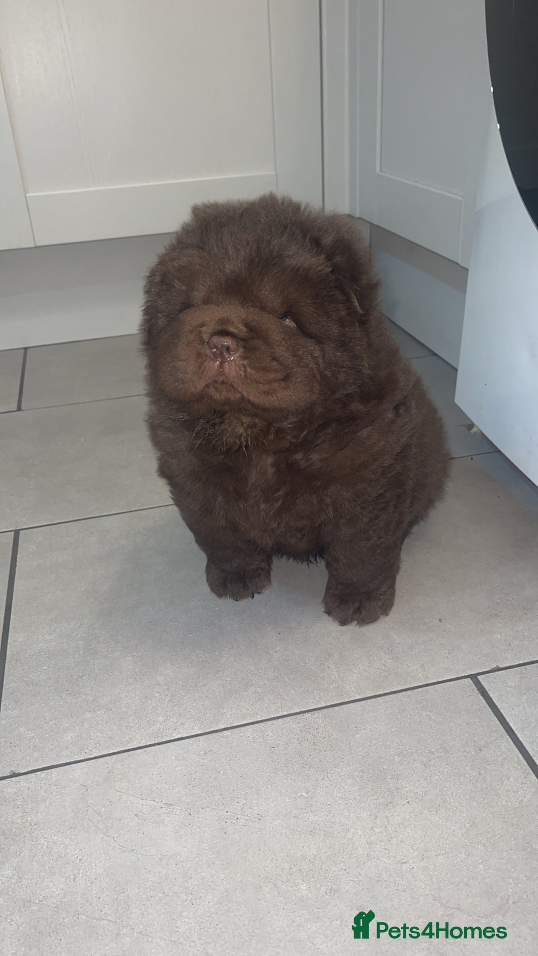 Chow Chow dogs for sale: Chocolate boy chow chow  - Image 1