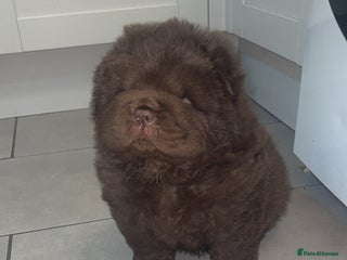 Chow Chow dogs - Advert 4