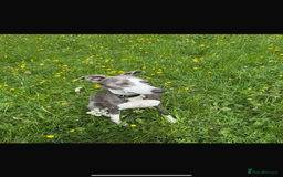 Mixed Breed dogs for sale: Whippet x greyhound puppies  - Image 11