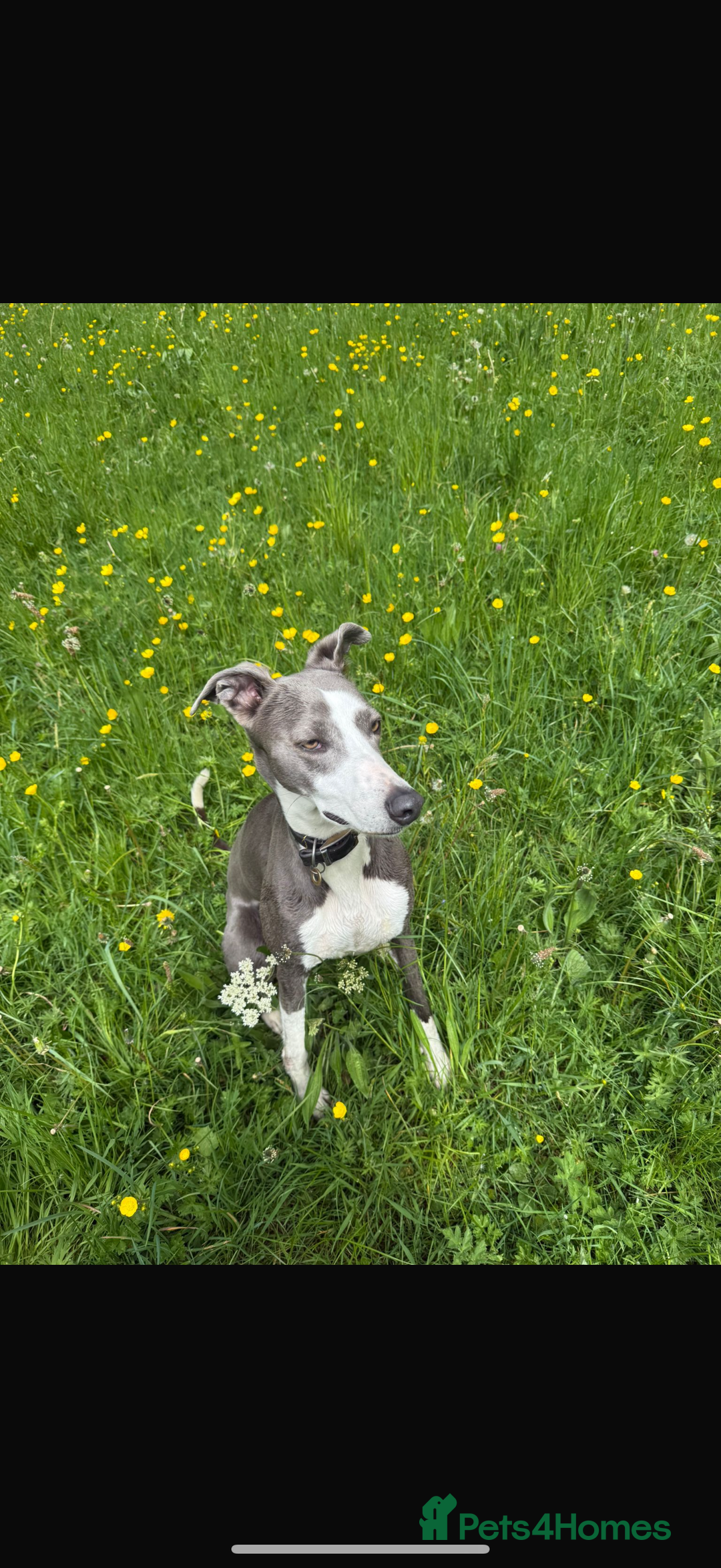 Mixed Breed dogs for sale: Whippet x greyhound puppies  - Image 11