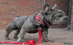 French Bulldog dogs for stud:  Elite Micro  Blue Frenchie Stud - Image 3