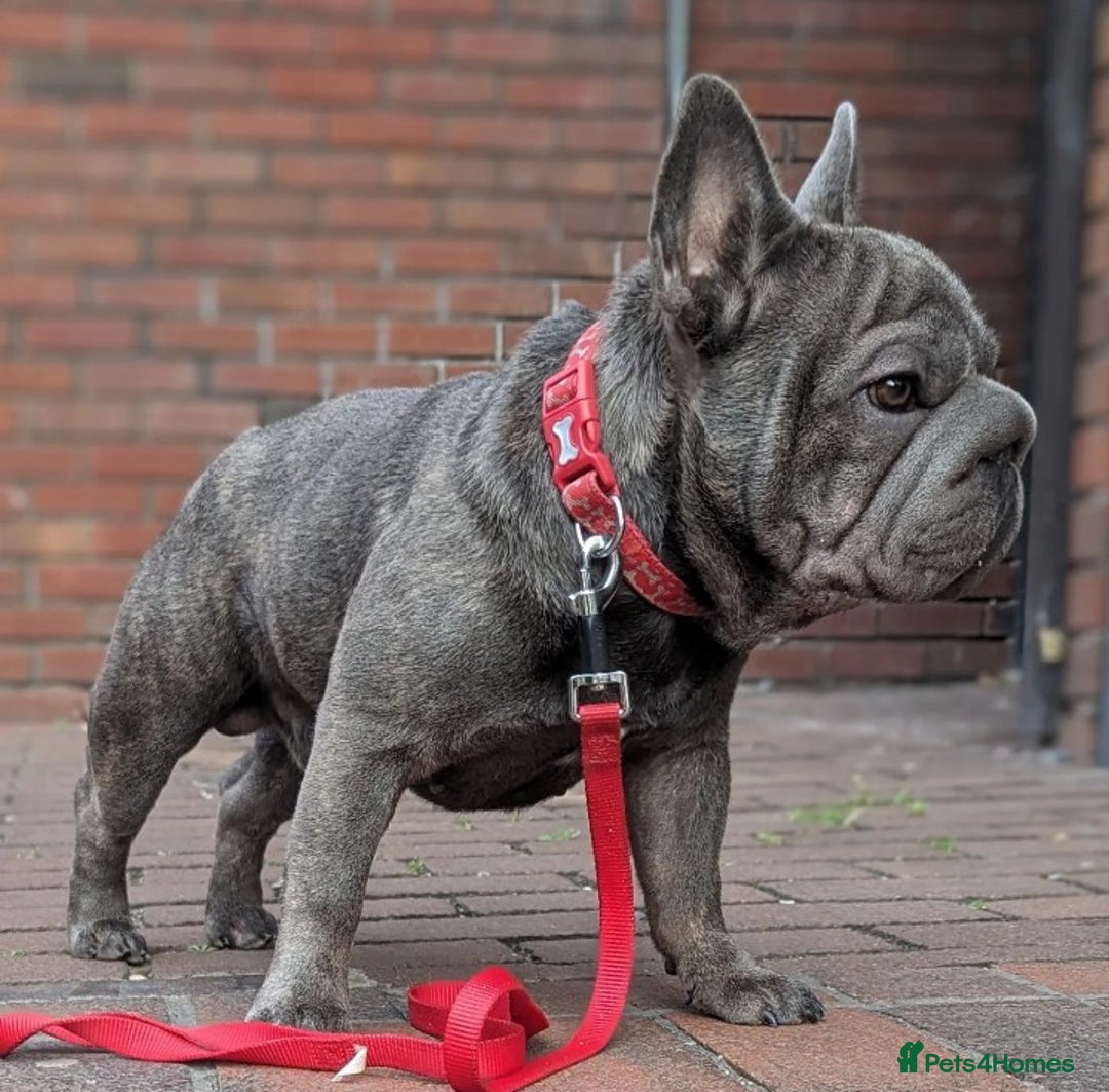 French Bulldog dogs for stud:  Elite Micro  Blue Frenchie Stud - Image 3