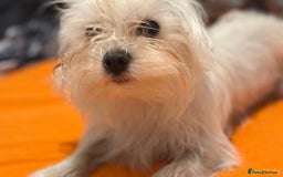 Bichon Frise dogs for stud: Bichon stud - Image 2