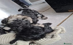 Shihpoo dogs for sale: Shih-poo on shih-poo Puppies  - Image 14
