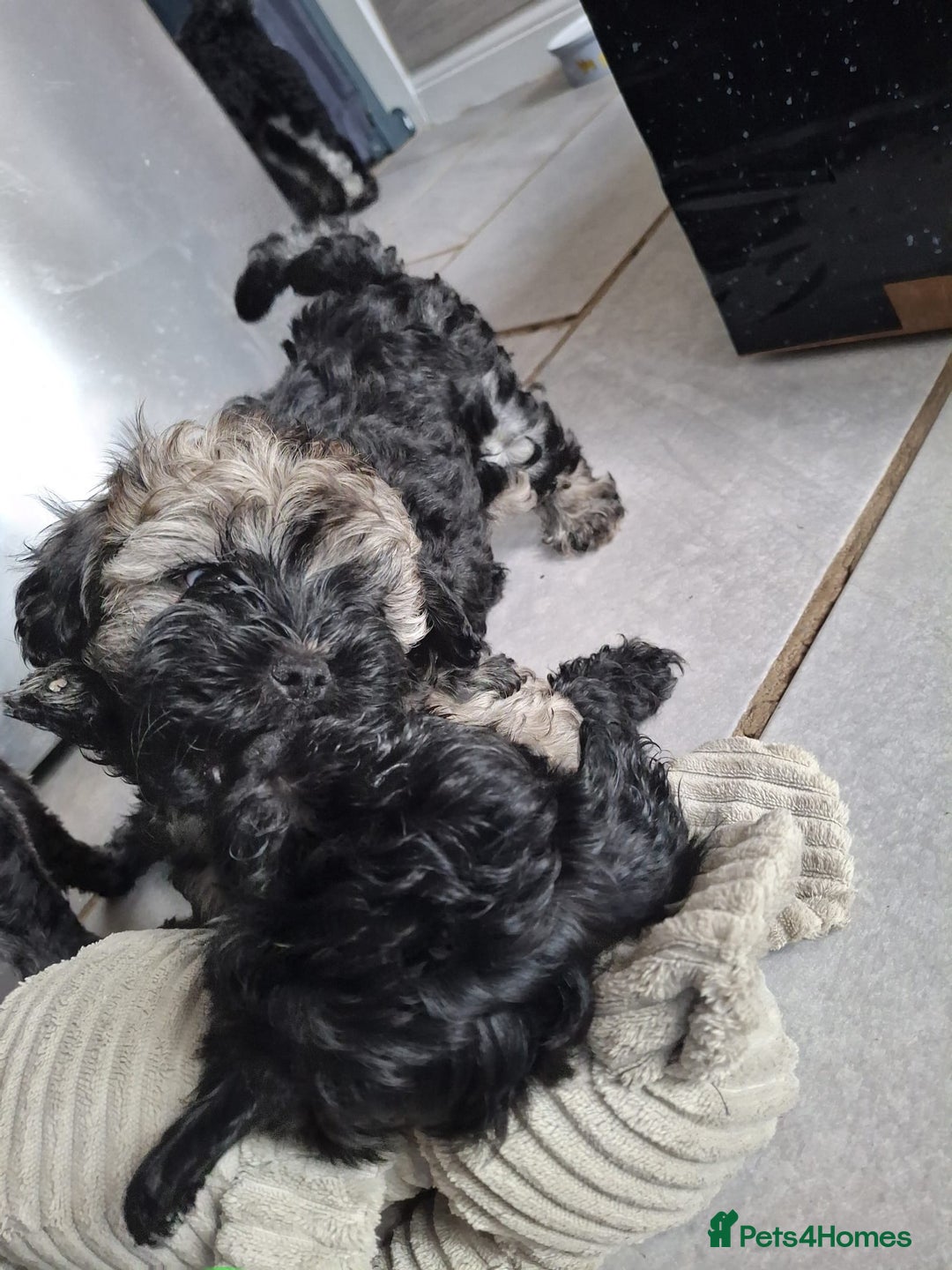 Shihpoo dogs for sale: Shih-poo on shih-poo Puppies  - Image 14