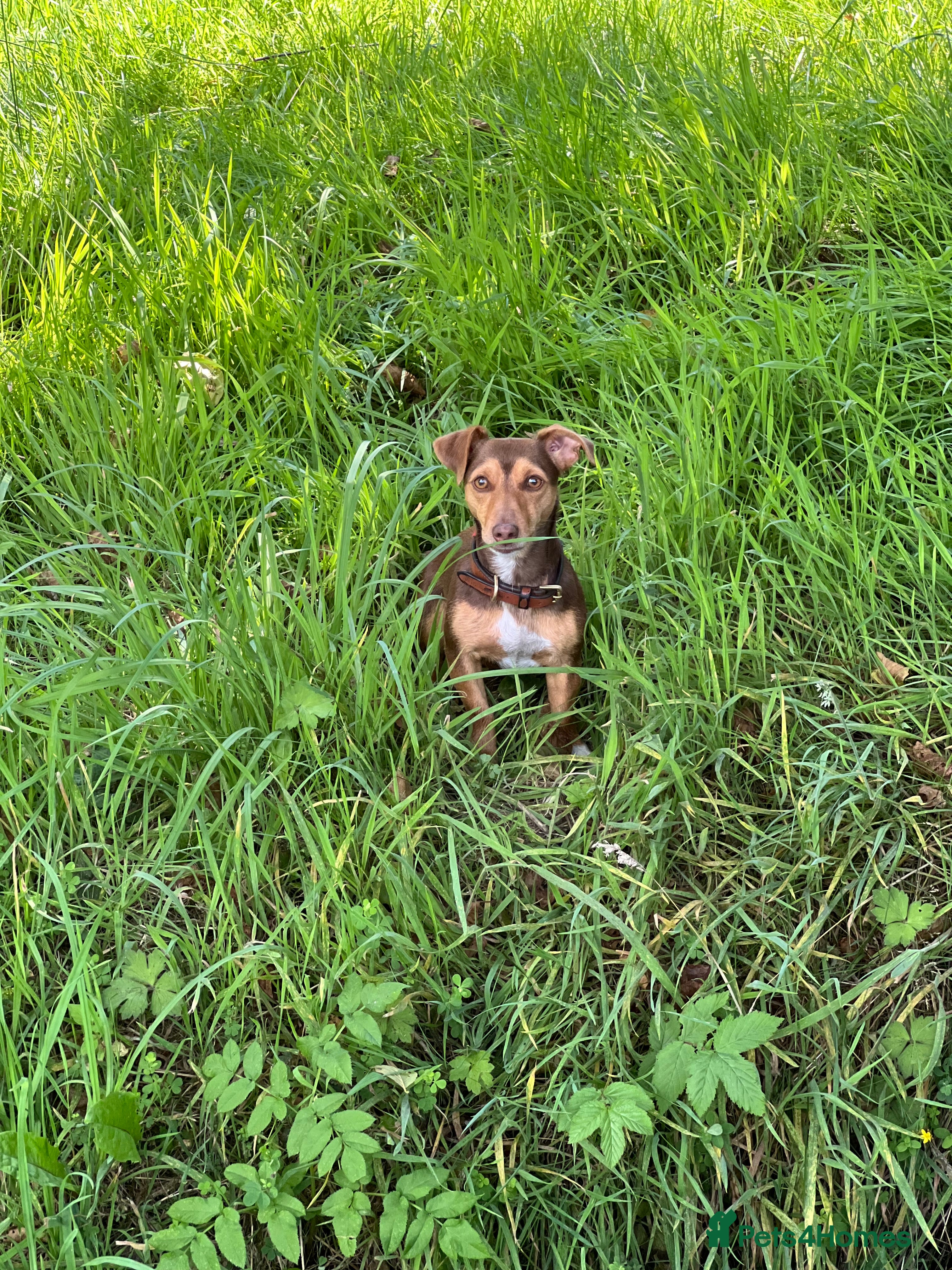Jack Russell dogs Lilac/Tan Jack Russell puppy available now! 💜🐶  in Pulborough - Advert 18