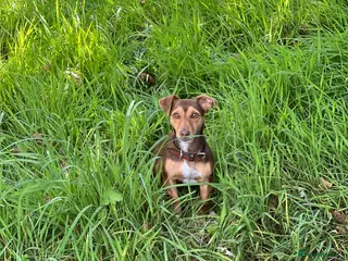 Jack Russell dogs Lilac/Tan Jack Russell puppy available now! 💜🐶 in Pulborough - Advert 1