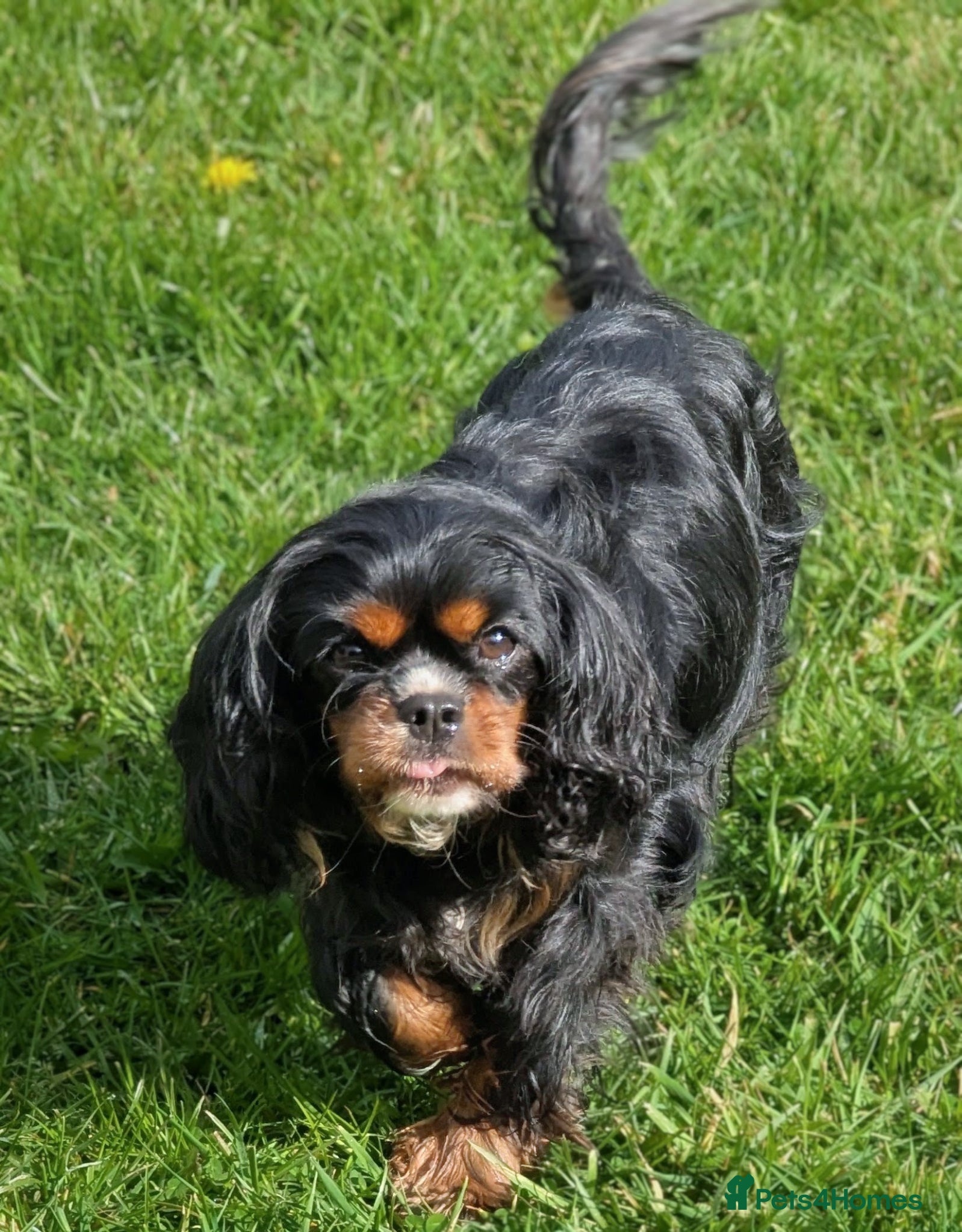 Cavapoo dogs for sale: Tiny F1 Cavapoos - Advert 2